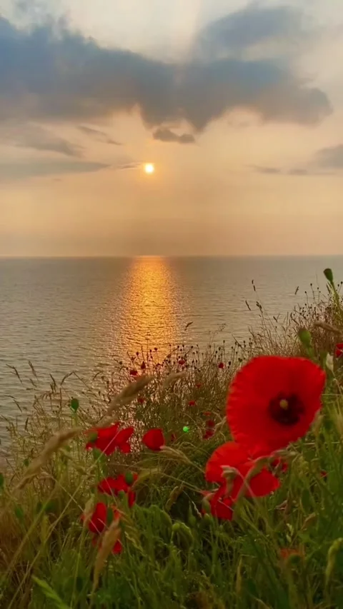 Golden Sunset Over Coastal Cliffs and Wild Poppies Stock Footage 337644114