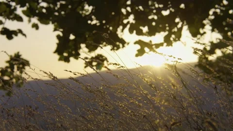 Golden sunset over forest landscape Stock Footage 336465961