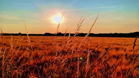Golden Sunset Over Grain Field With Wild Meadow Grass in Summer Countryside Stock Footage 334736276