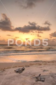Golden sunset over hatchling turtles Caretta caretta Stock Photos