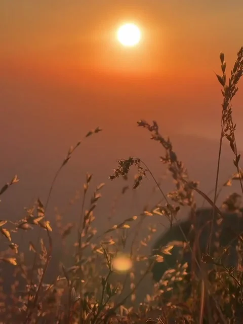 Golden Sunset Over Mountain Grass Video stock 341132548