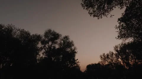Golden Sunset Over Olive Trees in Greece – Serene Mediterranean Landscape Stock Footage 342697865