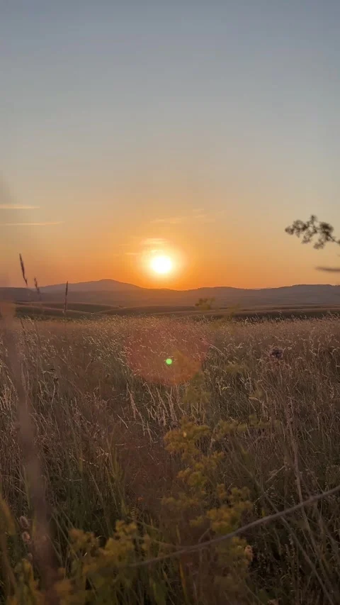 Golden Sunset Over Wheat Field with Mountains in Background 4K 스톡 동영상 342127236