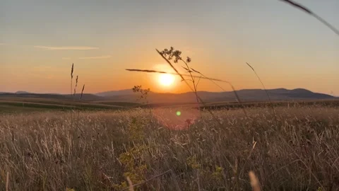 Golden Sunset Over Wheat Field with Mountains in Background 4K 스톡 동영상 342127261