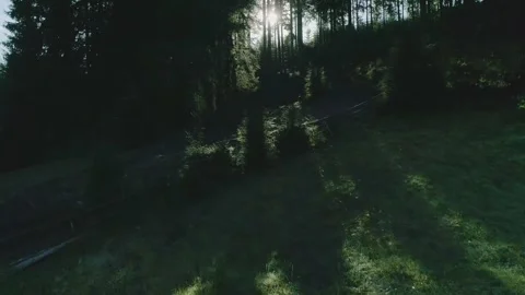 Golden sunset rays filtering through dense pine forest Stock Footage 328102900