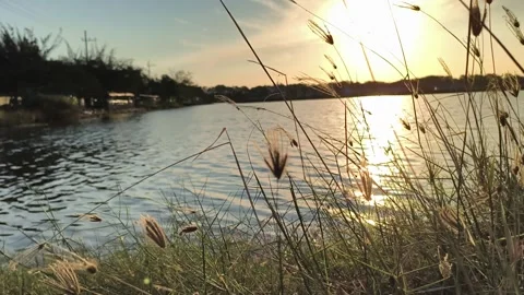 Golden Sunset Reflecting on Lake Through Grass Video stock 341506970