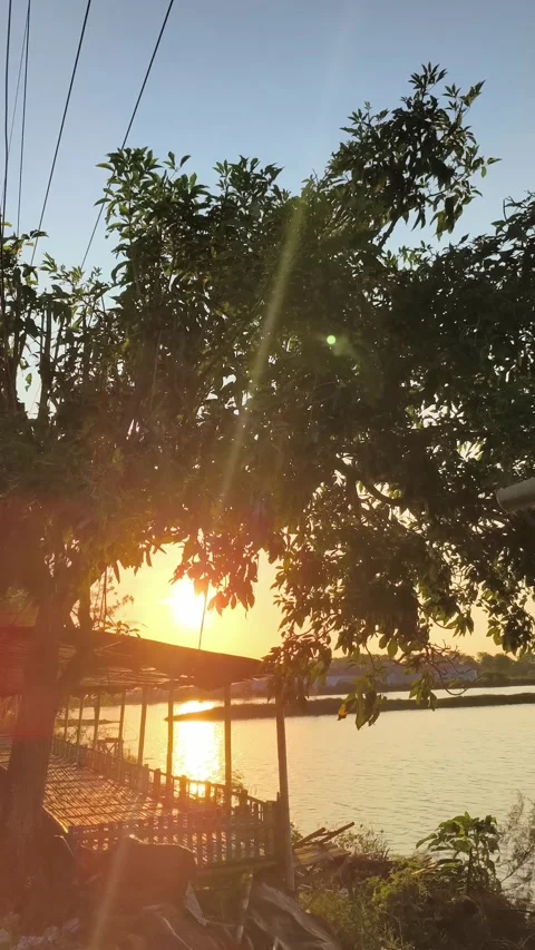 Golden Sunset Reflecting on River Through Tree Leaves - Vertical Stock Footage 340489965