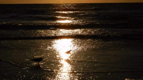 Golden Sunset Reflection On Ocean Water With Two Birds In Water Vacation Res Stock Footage 127250433