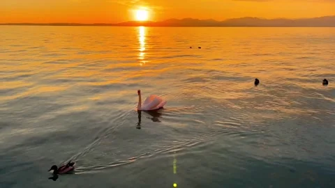 Golden Sunset Reflection on Water with Elegant Swan Swimming Stock Footage 321124402