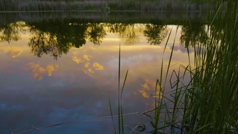 Golden Sunset Reflections on a Calm River Surface with Reeds in the Foreground Stock Footage 326278319
