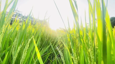 Golden Sunset in Rice Field Stock Footage 337885256