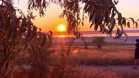 Golden Sunset Seen Through Tree Leaves Over Estuary Valley Stock Footage 345134909