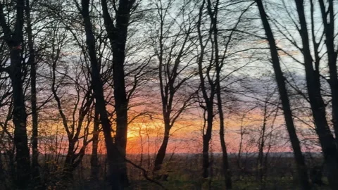 Golden sunset shining through bare winter trees Stock Footage 340237939