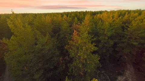Golden sunset shining through pine forest Stock Footage 74588880
