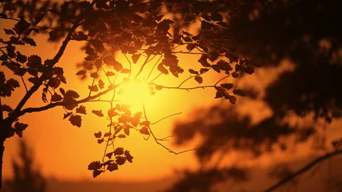 Golden sunset shining through tree leaves with warm orange sky. Stock Footage 336327426