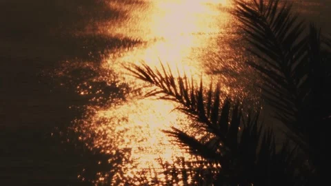 Golden Sunset Silhouetting Palm Fronds Over Calm Waters, Reflective Tranquility Stock Footage 269214341
