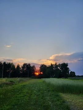 Golden sunset sun behind tree silhouettes in summer evening Stock-Fotos