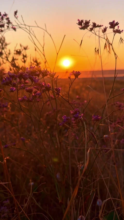 Golden Sunset Sun Glowing Over Wild Meadow Field Stock Footage 345154672