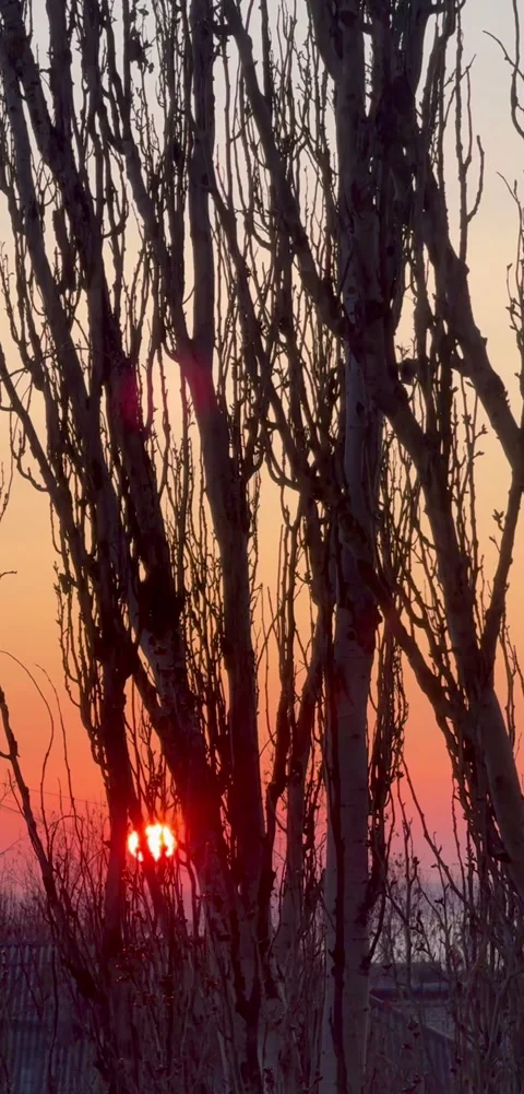 Golden Sunset Through Bare Branch Silhouettes Stock Footage 304884394