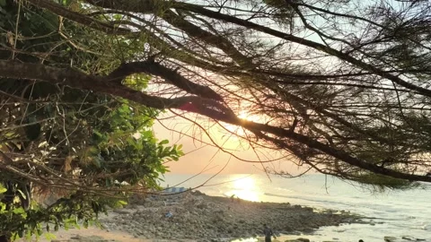 Golden Sunset Through Coastal Trees on Rocky Beach Stock Footage 341508964