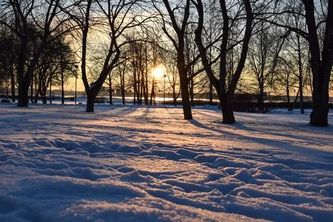 Golden sunset through dark tree silhouettes in a snow covered park Stock Photos