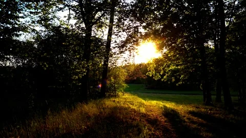 Golden Sunset Through Forest Trees with Meadow 動画素材 335817440