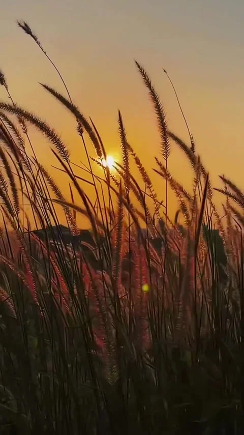 Golden Sunset Through Grass Silhouettes Stock Footage 341629389