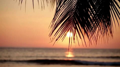 Golden Sunset Through Palm Tree Leaves at the Beach Stock Footage 335407416
