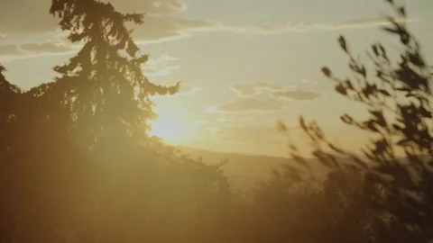 Golden Sunset Through Pine and Olive Trees in Athens Greece Landscape Stock Footage 342061655