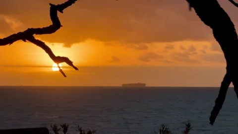 Golden sunset through tree branches with a ship on the horizon. Stock Footage 327045098