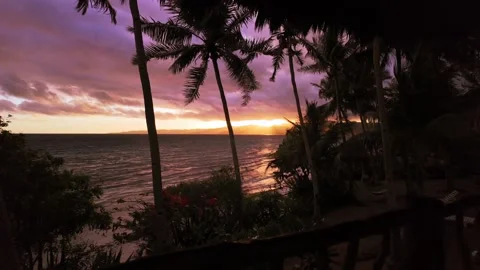 Golden Sunset Through Tropical Palms Stock Footage 344136302