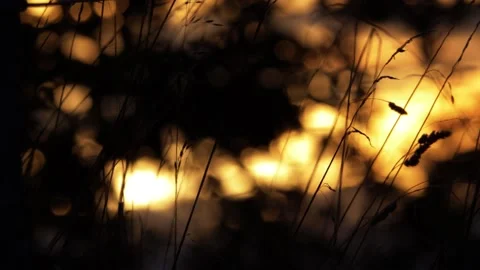 Golden sunset through view of tall grass silhouette in summer breeze Stock Footage 160763159