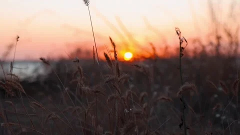 Golden Sunset Through Wild Grass Stock Footage 303015663