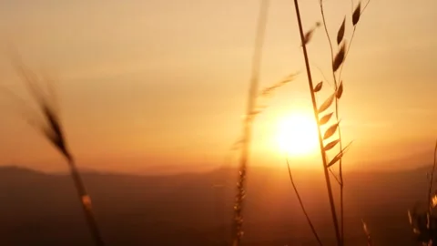Golden sunset through wild grass Stock Footage 341282310