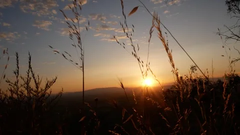 Golden sunset through wild grass Stock Footage 341282321