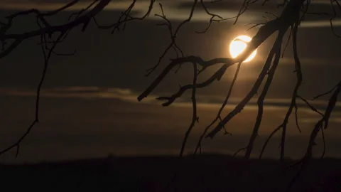 Golden Sunset Timelapse Through Silhouetted Branches Stock Footage 153379088