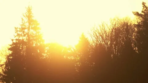 Golden Sunset with Trees Silhouetted. Stock Footage 306653324