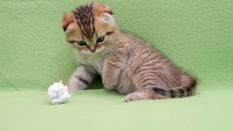Golden Tabby Scottish Fold Kitten Playing Stock Footage 331820139