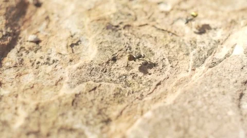 Golden Tail Sugar Ants Stock Footage 79047083