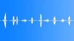 Golden-tailed woodpecker calling Sound Effect