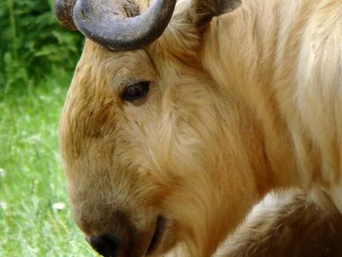 Golden takin Stock Photos