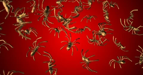 Golden tarantula falling slow motion Stock-Footage 88711823