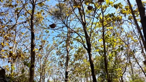 Golden Teak Forest Under Blue Sky Stock-Footage 340018680