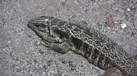 Golden Tegu lizard Stock Footage 51471711