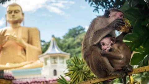 Golden temple Dambulla Stock Photos
