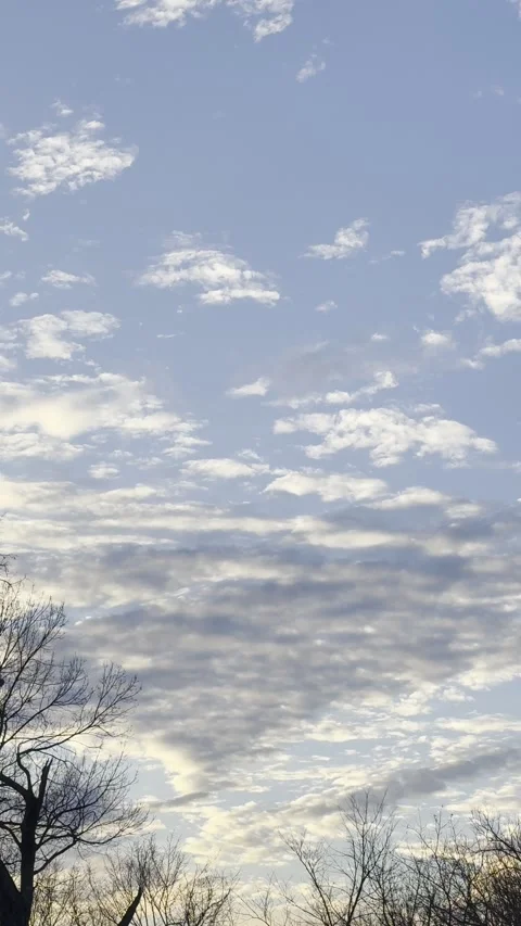 Golden Textured Clouds Above Bare Tree Silhouette Video stock 344717306