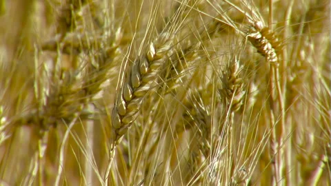 Golden textures of a wheat field. Rolling focus. Video stock 285056284