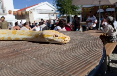 Golden thai python over my table Foto stock