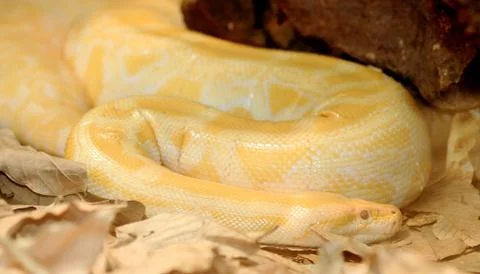 Golden thai python Stock Photos