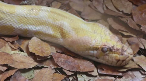 Golden Thai Python (Python bivittatus) snake Stock Footage 46477077